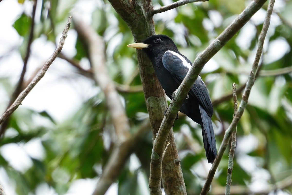 Yellow-billed Nunbird - ML640992401