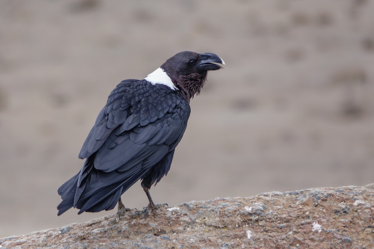 White-necked Raven - ML640992408