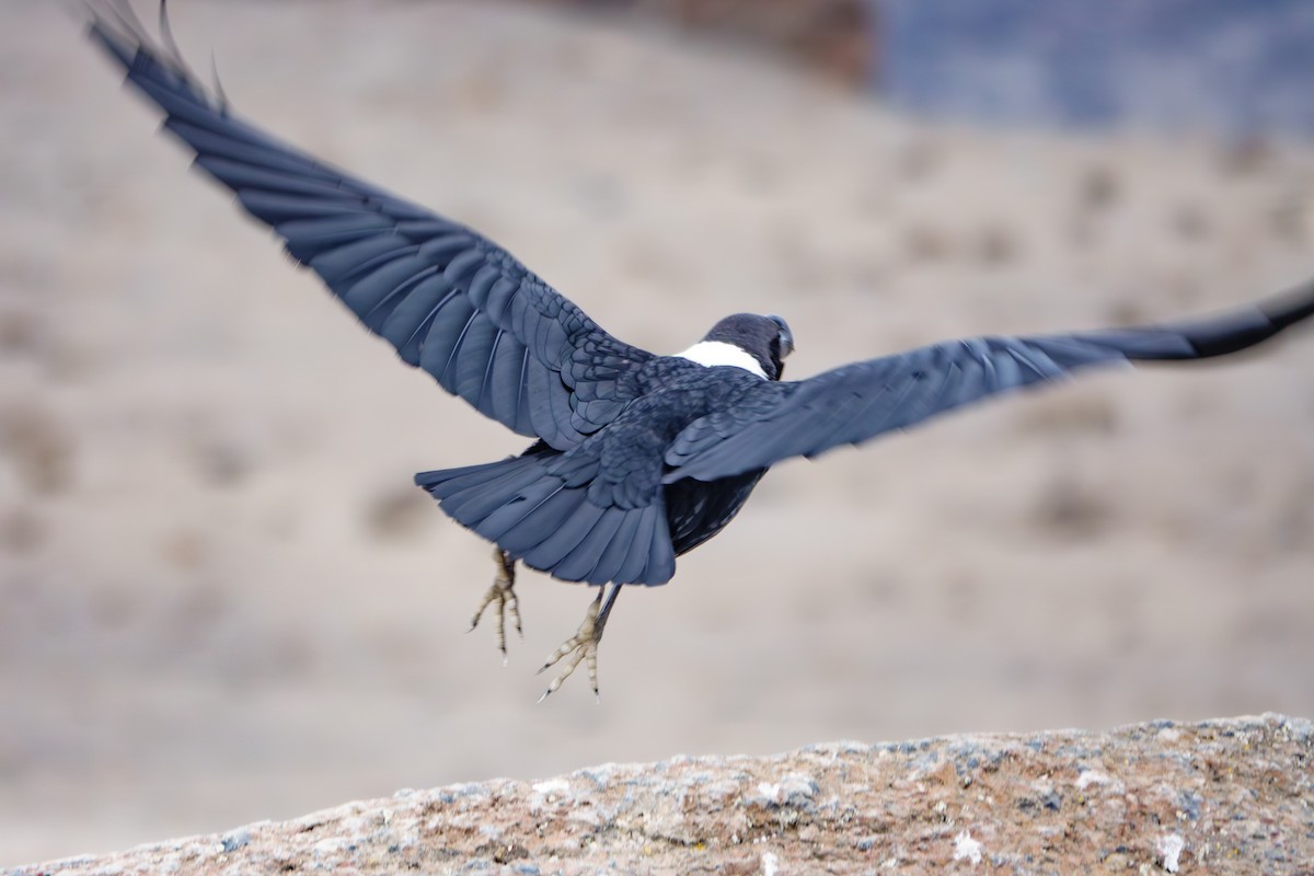 White-necked Raven - ML640992409