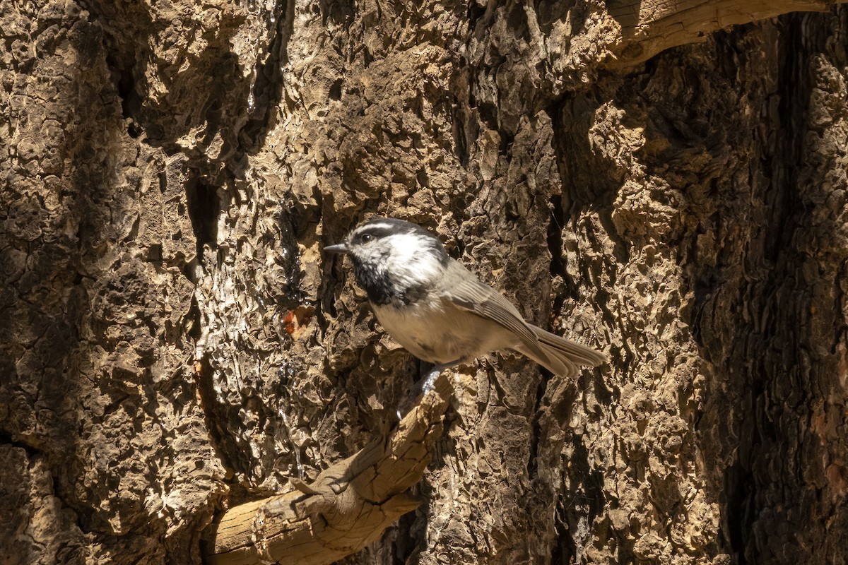 Mésange de Gambel - ML640992421