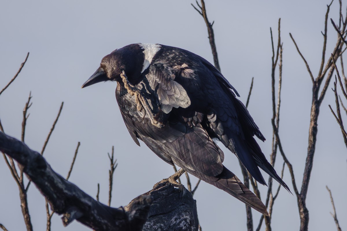 White-necked Raven - ML640992425