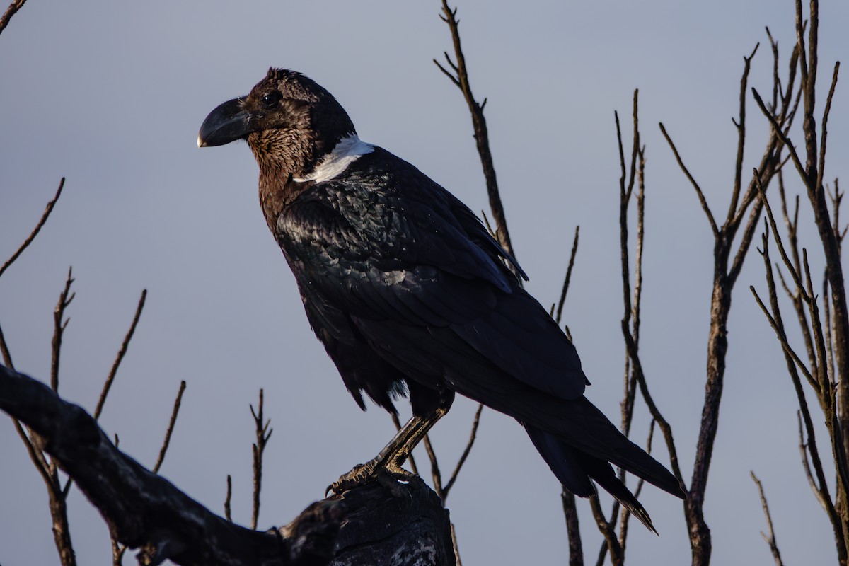 White-necked Raven - ML640992426