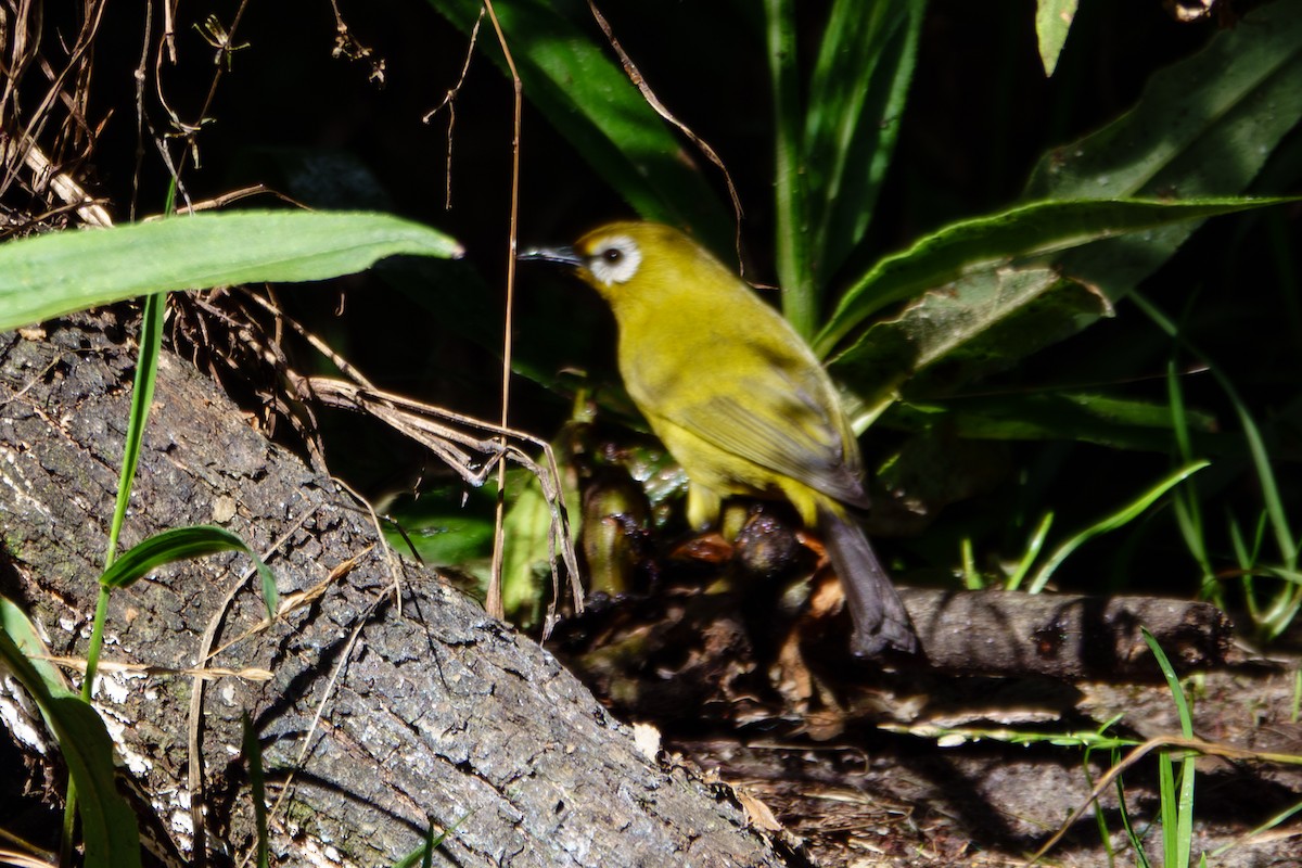 Kilimanjaro White-eye - ML640992429