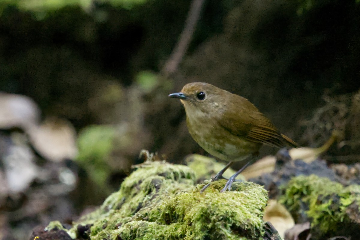 Lesser Shortwing - ML640992455