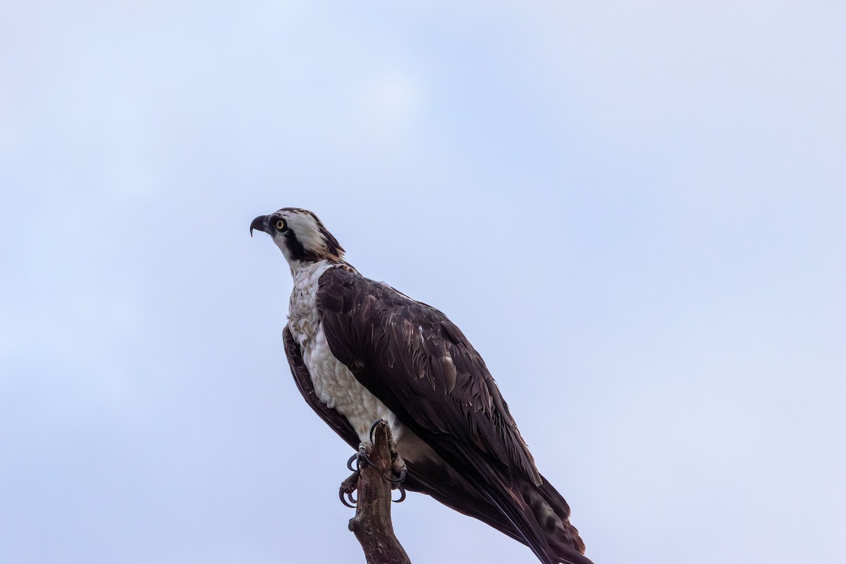 Águila Pescadora - ML640992487