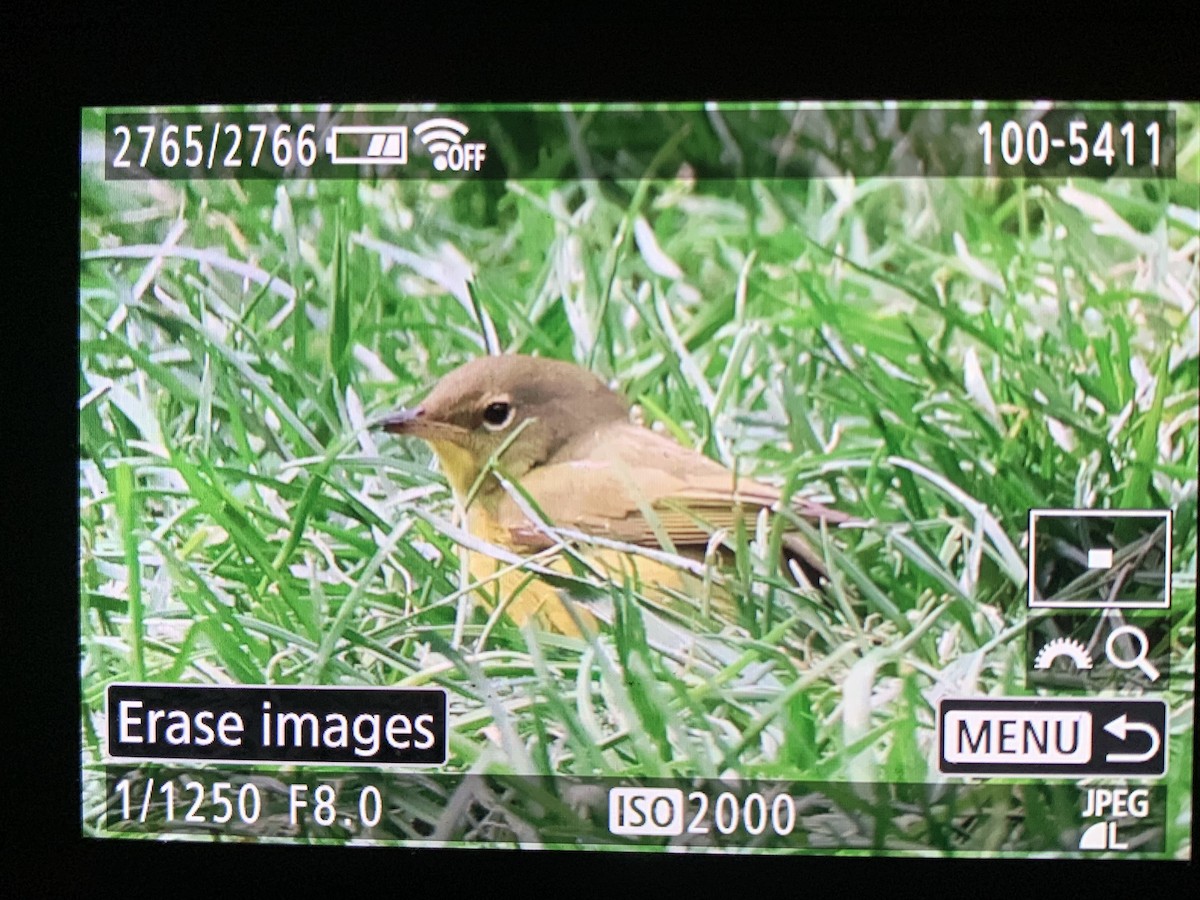 lesňáček šedokápý - ML640992520