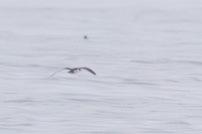 Manx Shearwater - ML640992529