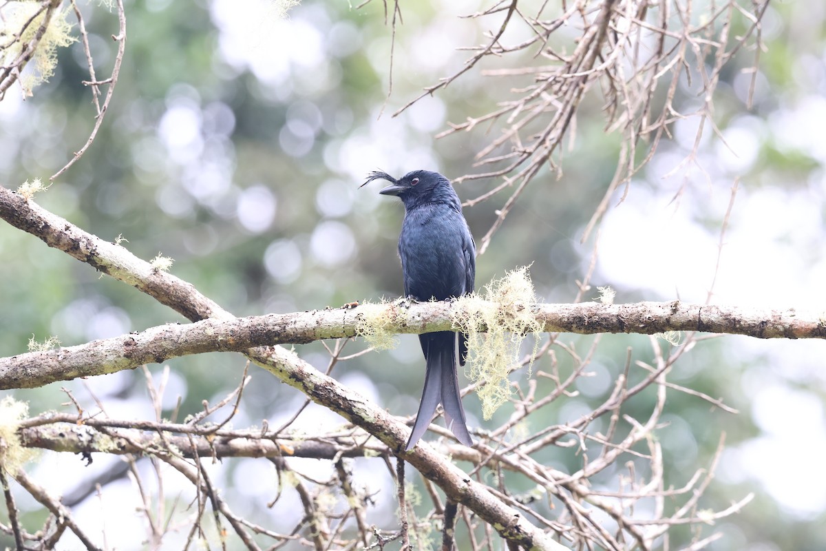 Crested Drongo - ML640992549