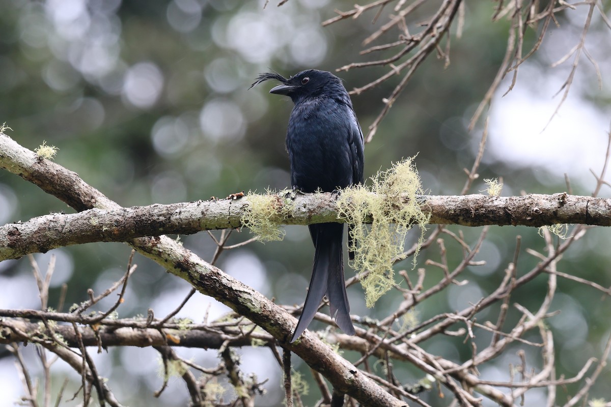 Crested Drongo - ML640992553