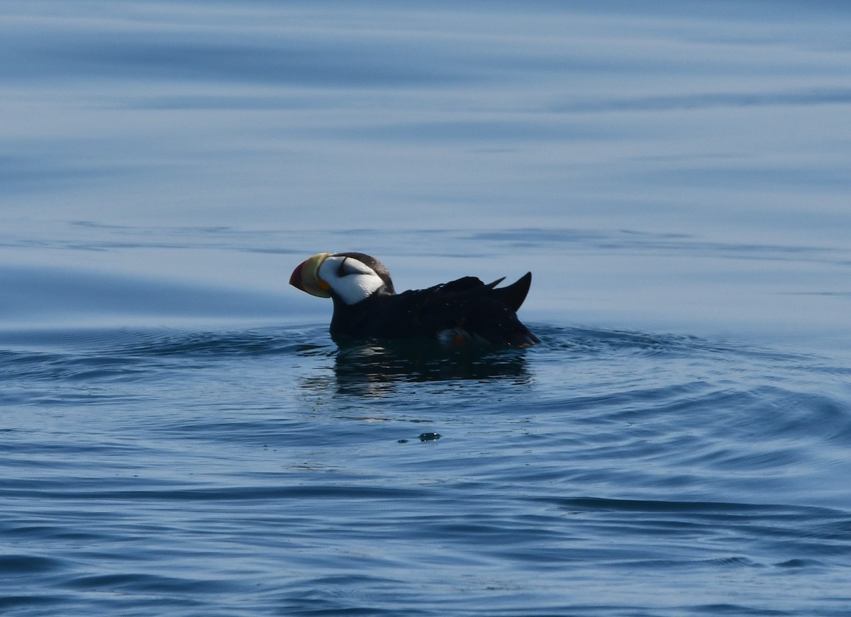 Horned Puffin - ML640992556