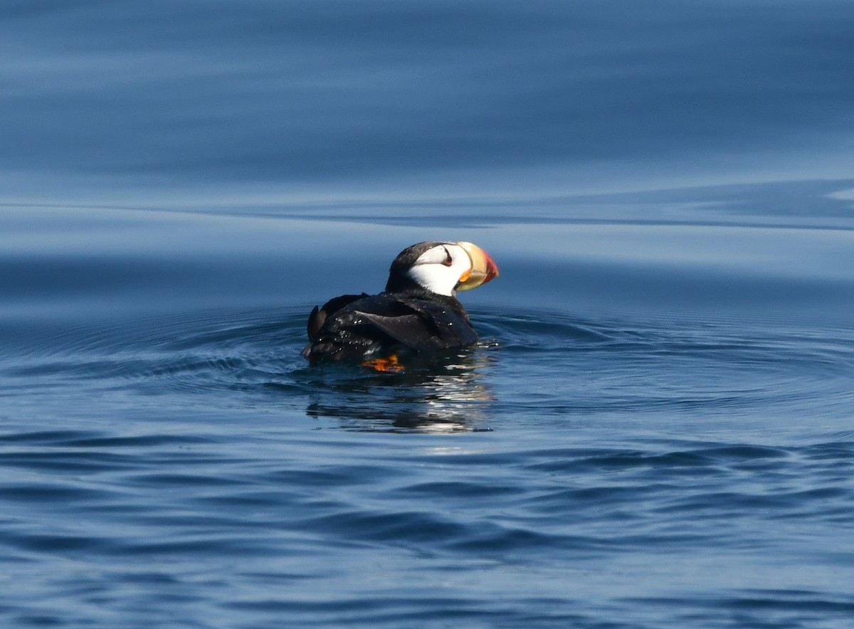 Horned Puffin - ML640992557