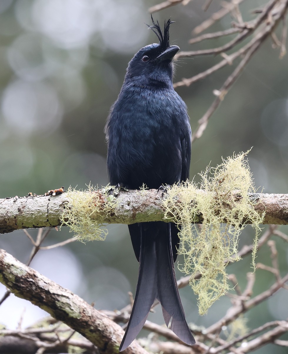 Crested Drongo - ML640992559