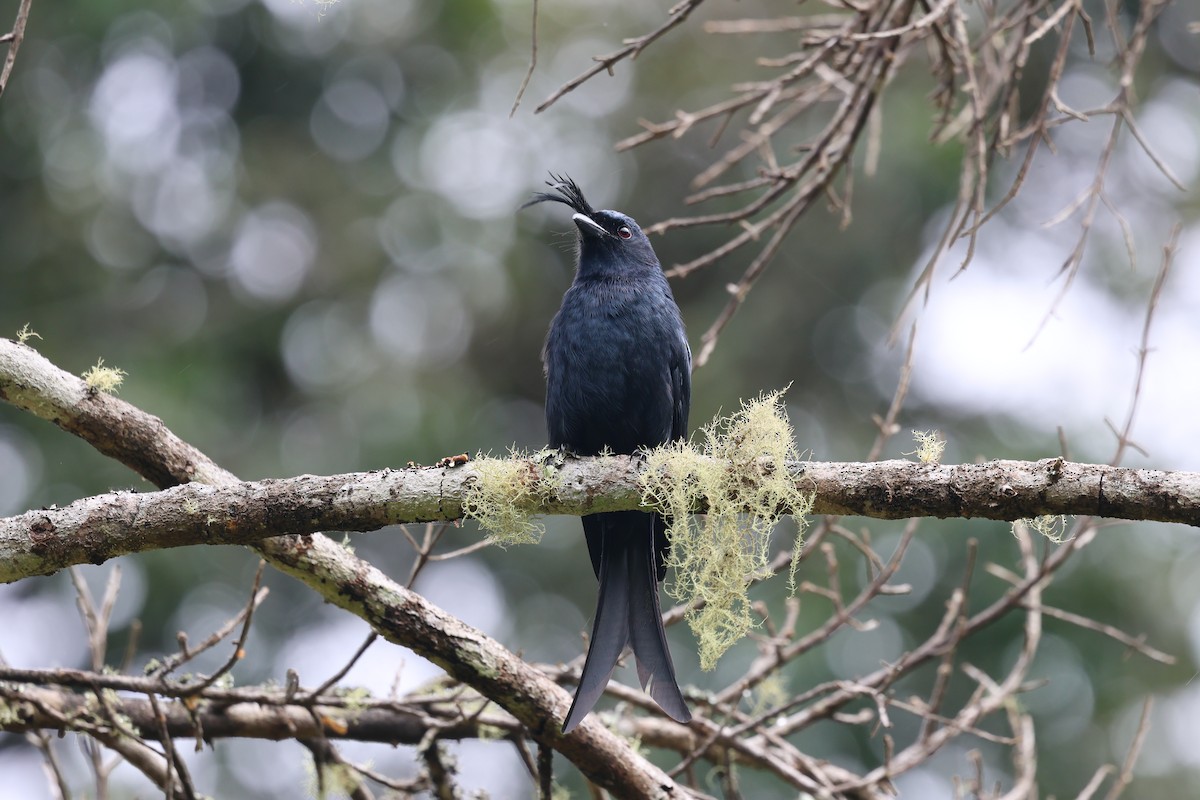 Crested Drongo - ML640992565