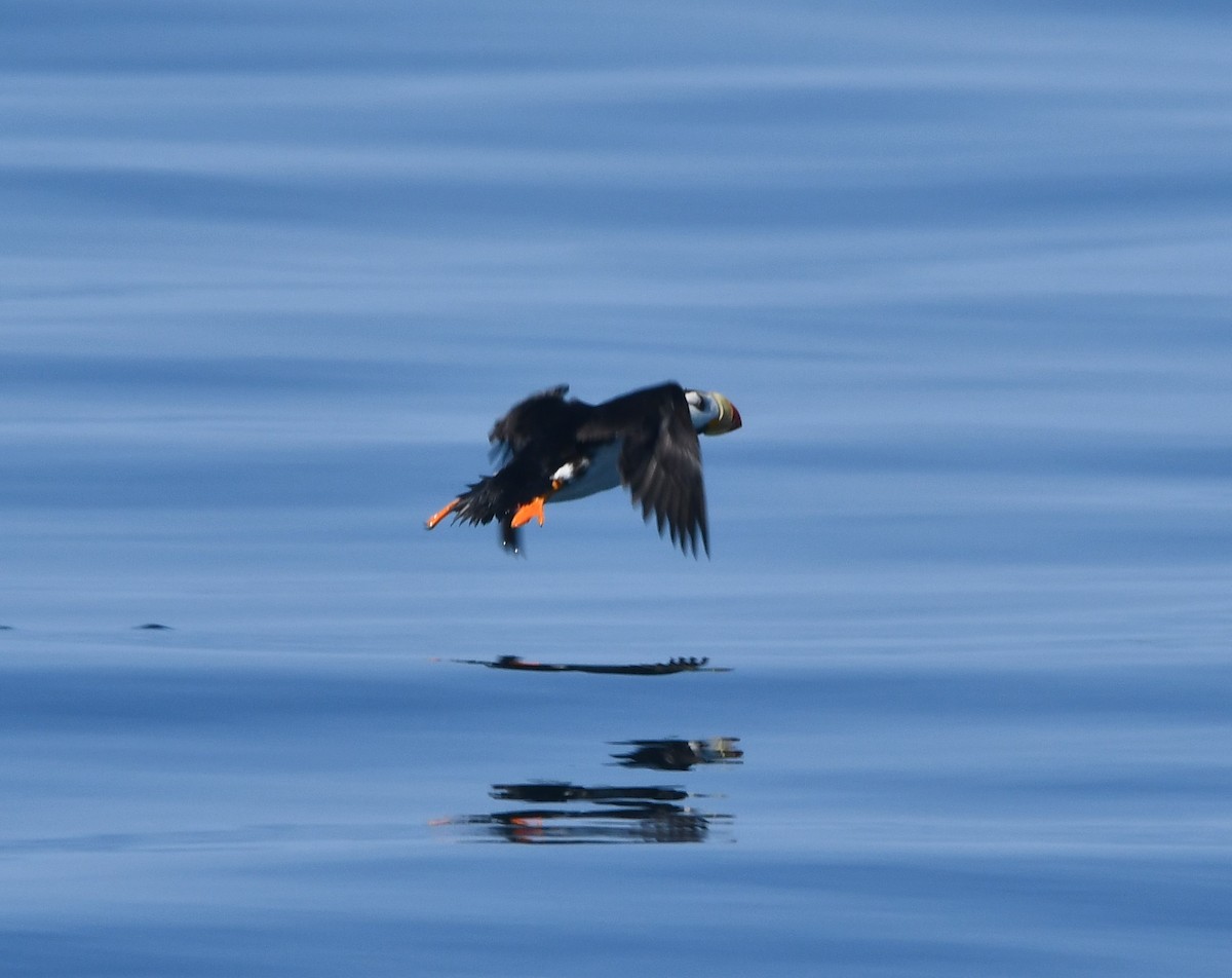 Horned Puffin - ML640992570