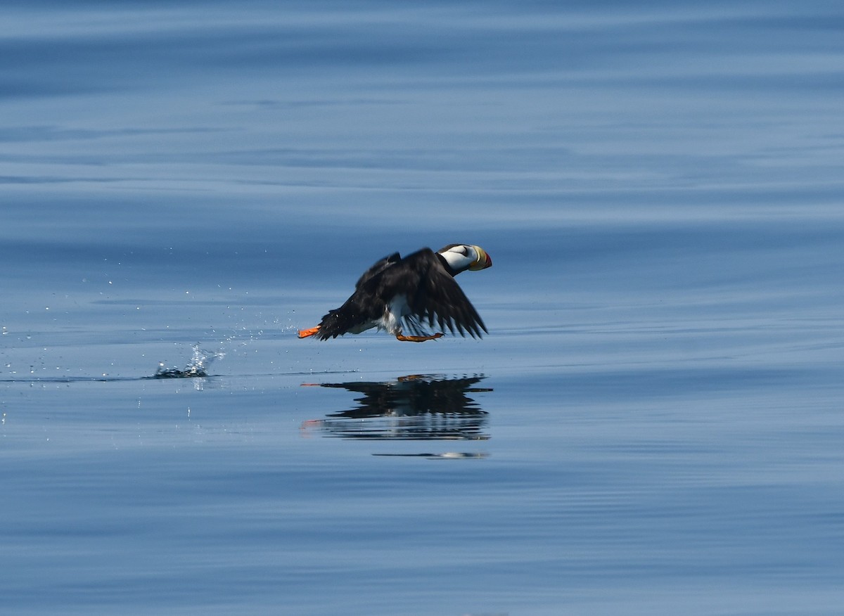 Horned Puffin - ML640992571