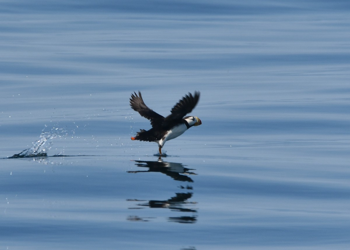 Horned Puffin - ML640992572