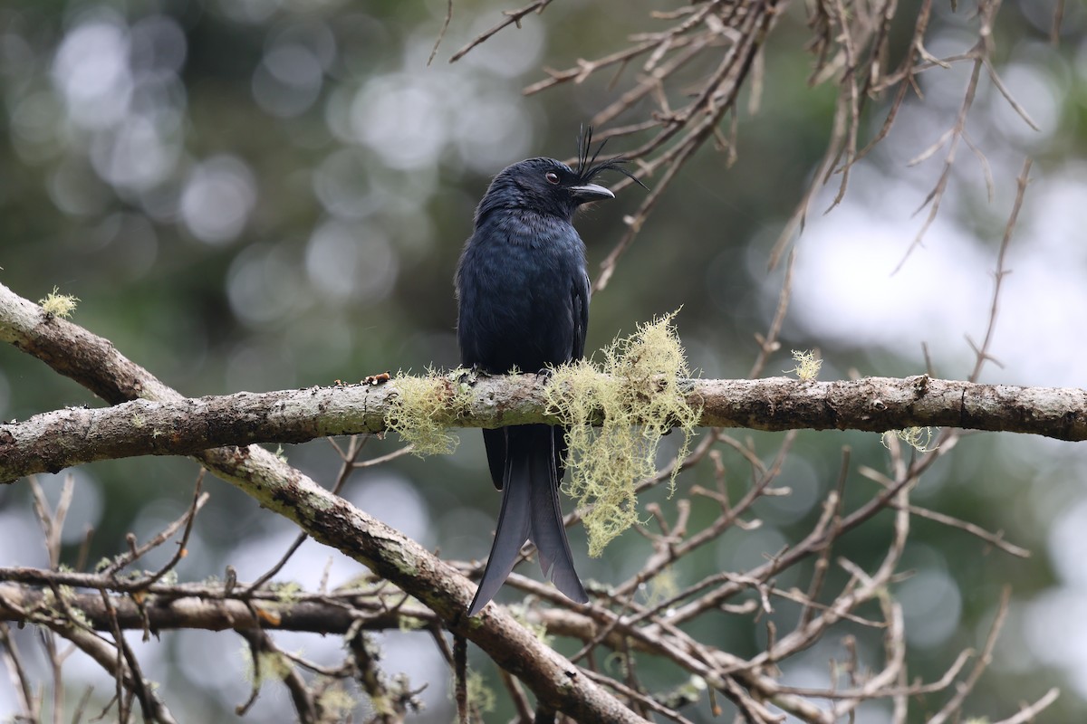 Crested Drongo - ML640992586