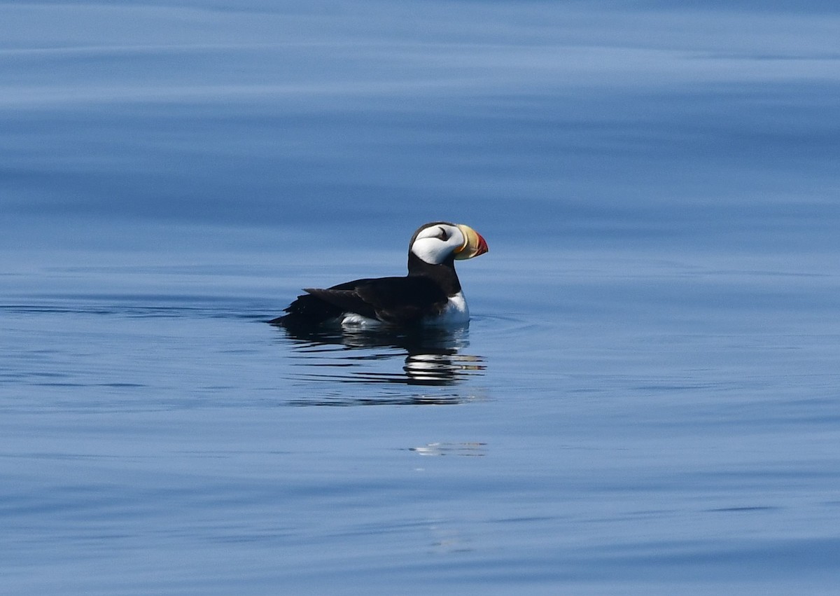 Horned Puffin - ML640992599
