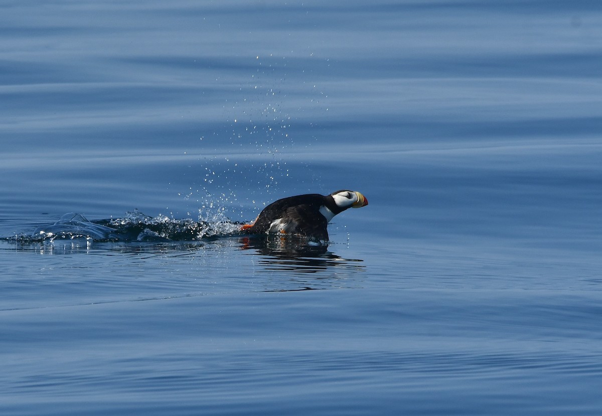 Horned Puffin - ML640992600
