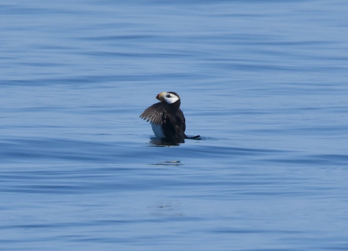 Horned Puffin - ML640992621