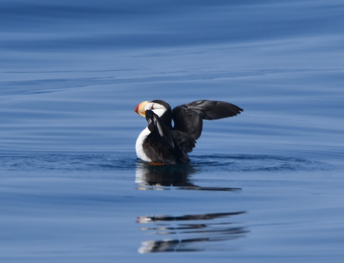 Horned Puffin - ML640992622