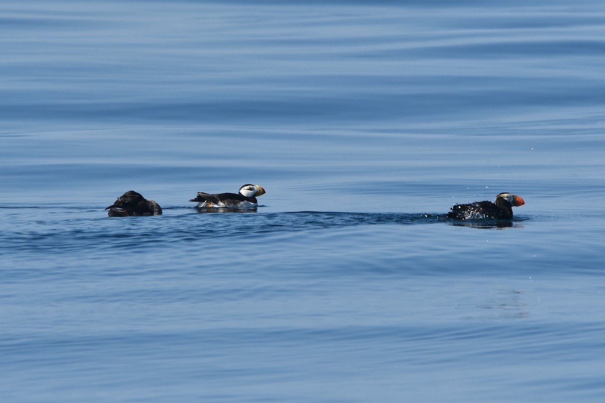 Horned Puffin - ML640992624