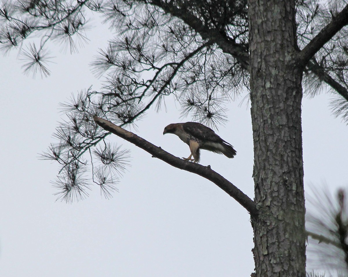 Red-tailed Hawk - ML640992651