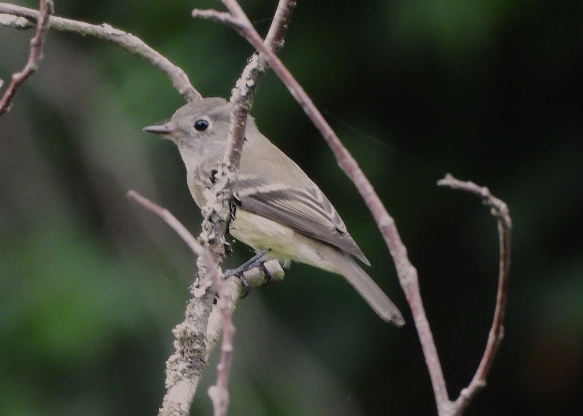 Hammond's Flycatcher - ML640992686