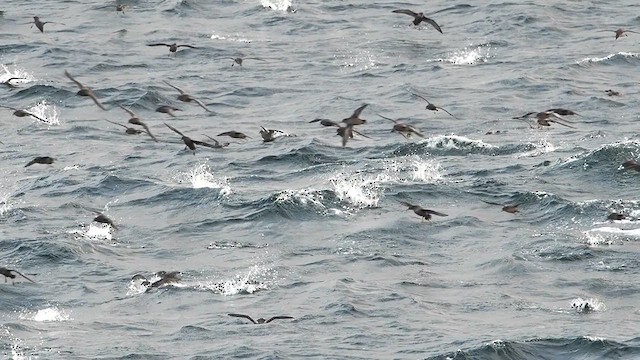 Short-tailed Shearwater - ML640992725