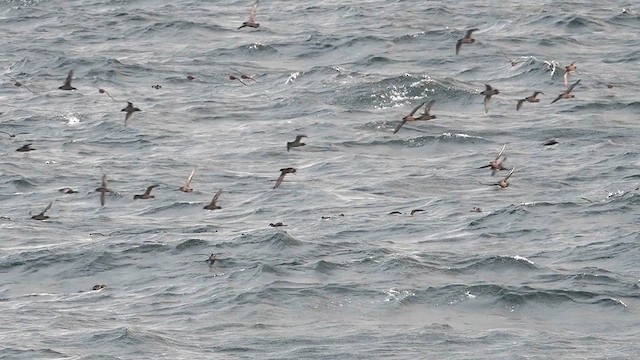 Short-tailed Shearwater - ML640992726