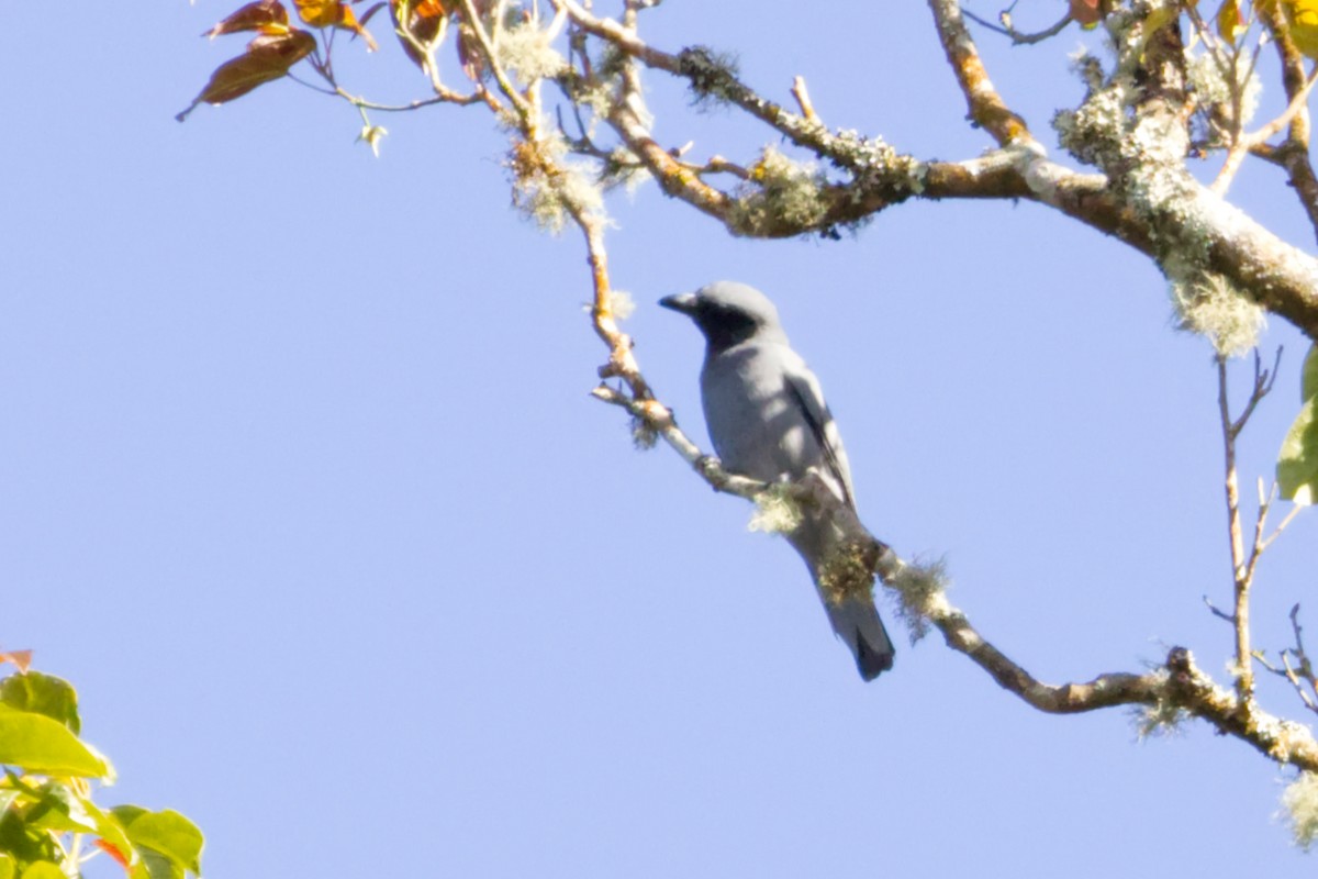 Sunda Cuckooshrike - ML640992749