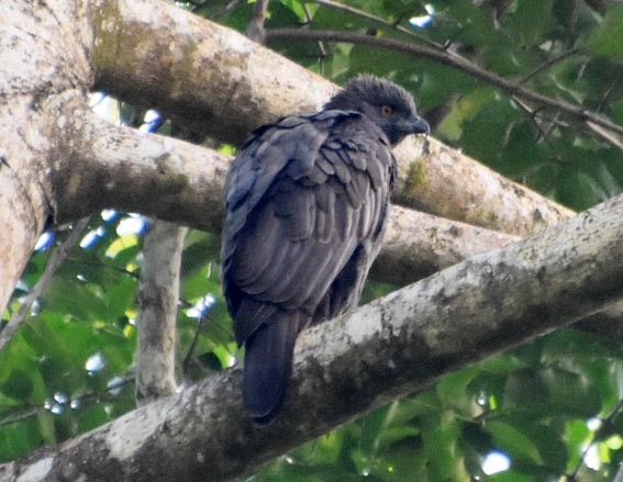 Changeable Hawk-Eagle (Changeable) - ML640992761