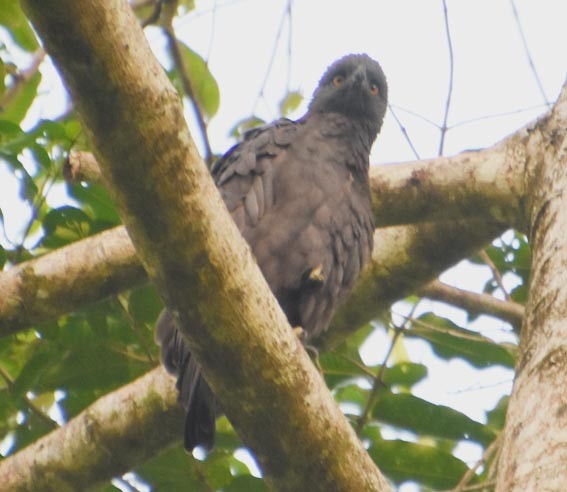Changeable Hawk-Eagle (Changeable) - ML640992768