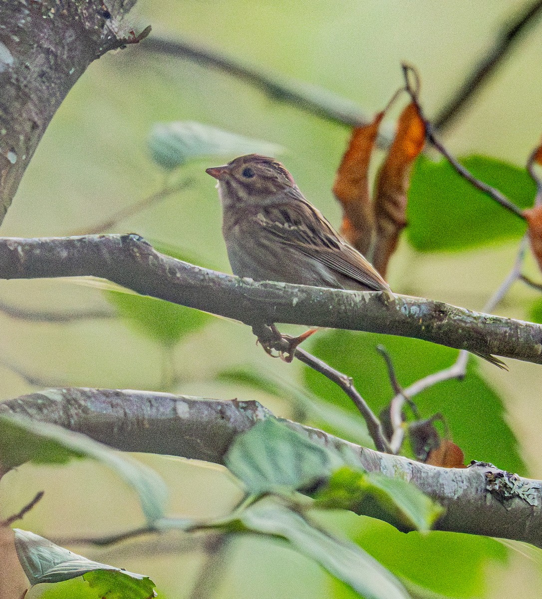 Clay-colored Sparrow - ML640992771