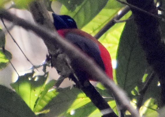 Rotbürzeltrogon - ML640992773
