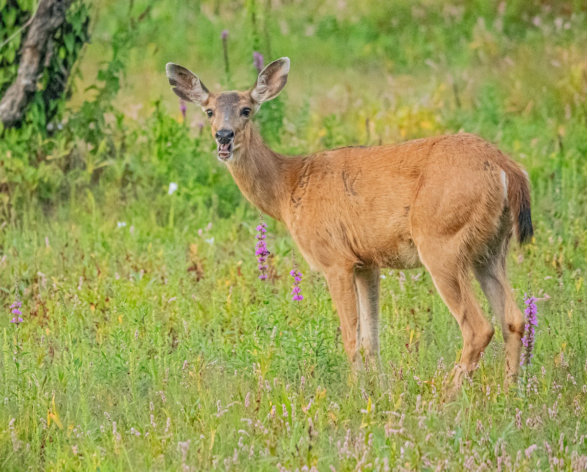 Columbian Black-tailed Deer - ML640992776