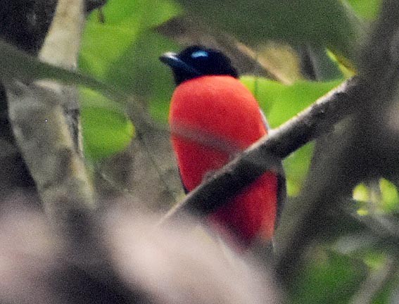Rotbürzeltrogon - ML640992777
