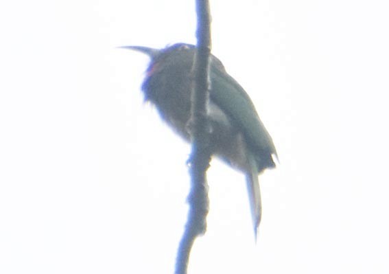 Red-bearded Bee-eater - ML640992780