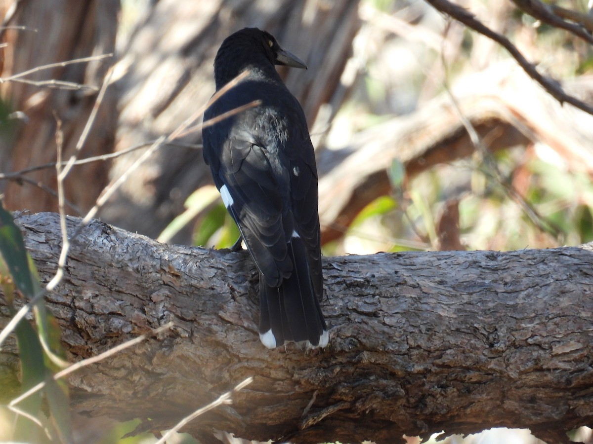 Pied Currawong - ML640992791