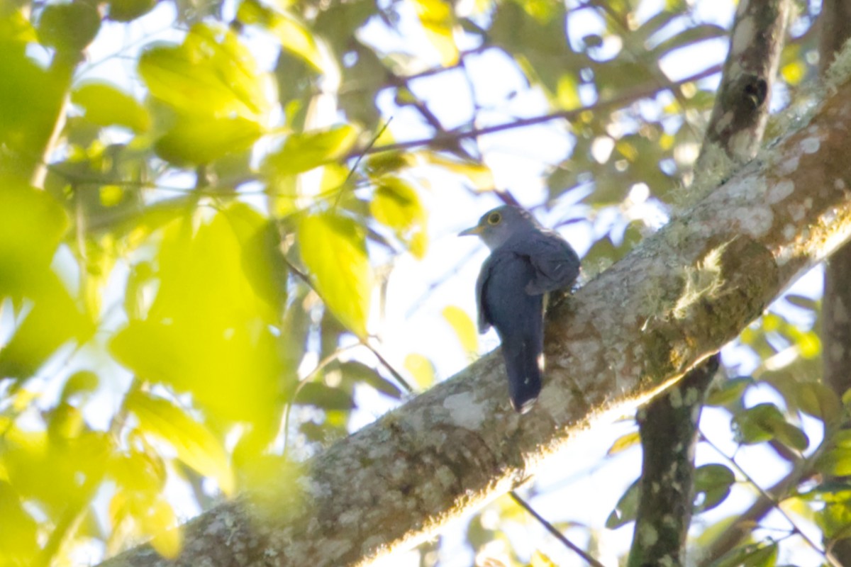Sunda Cuckoo - ML640992811