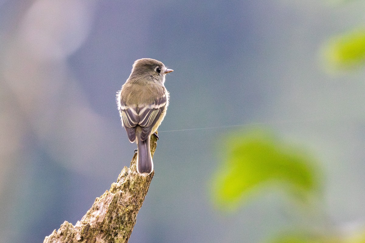 Hammond's Flycatcher - ML640992820