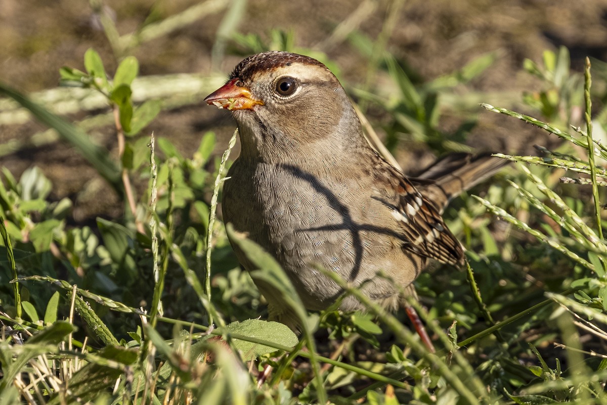 White-crowned Sparrow - ML640992868