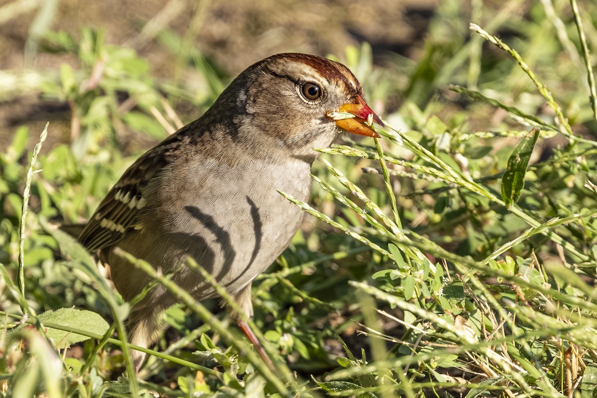 White-crowned Sparrow - ML640992870