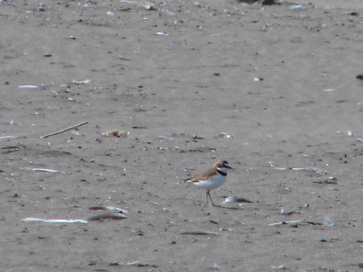 Collared Plover - ML640992878
