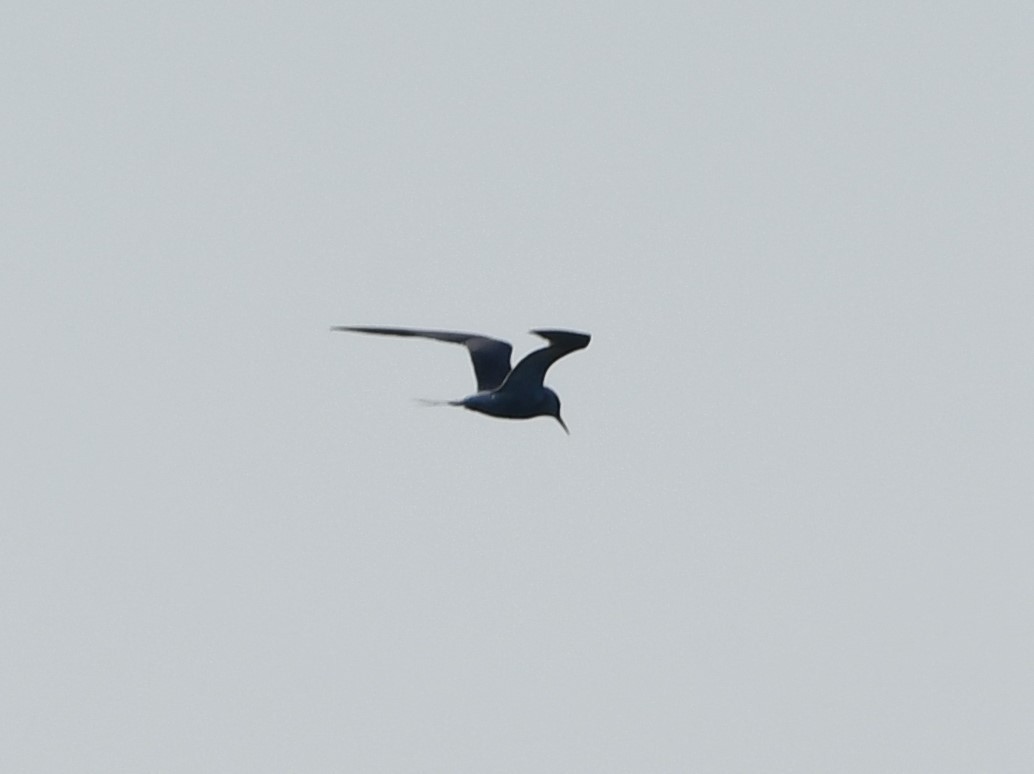 Common Tern (hirundo/tibetana) - ML640992891