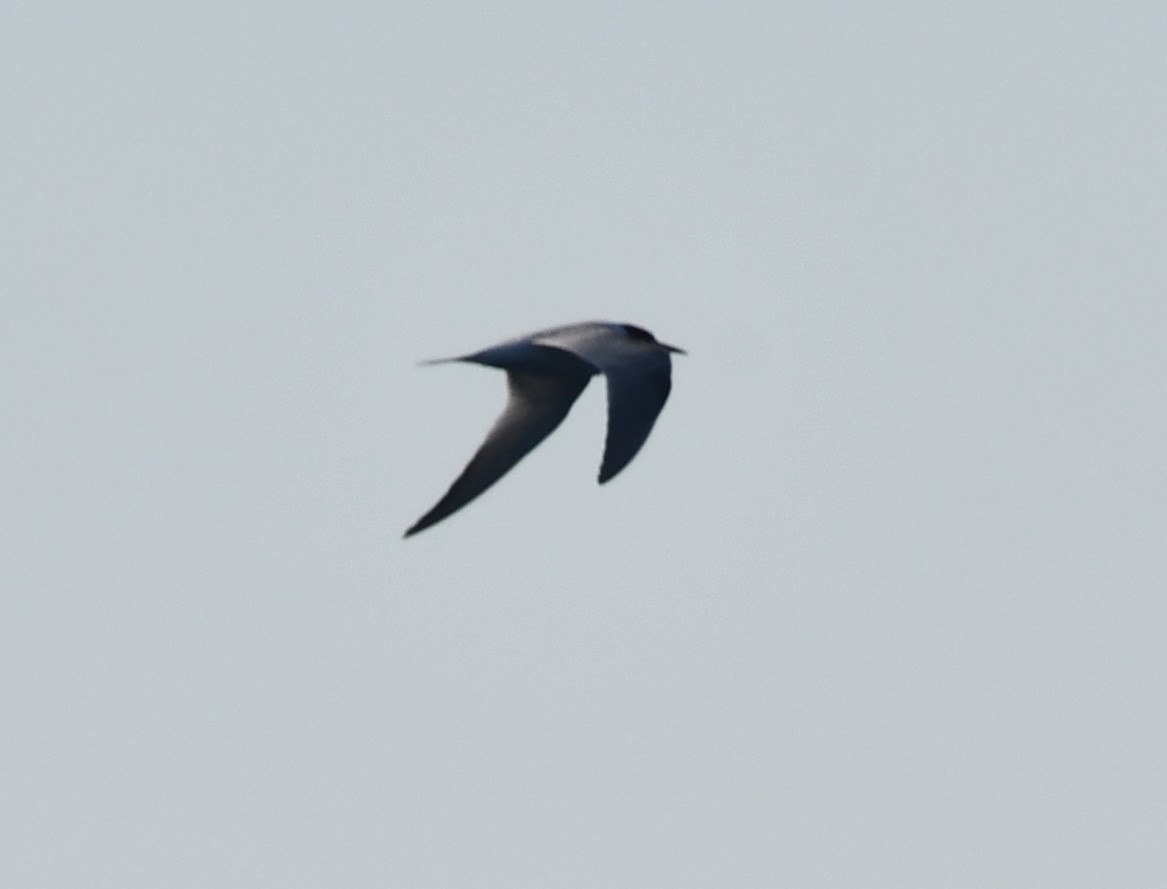 Common Tern (hirundo/tibetana) - ML640992892