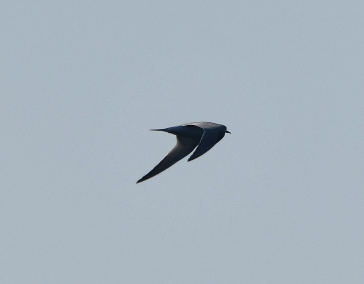 Common Tern (hirundo/tibetana) - ML640992894