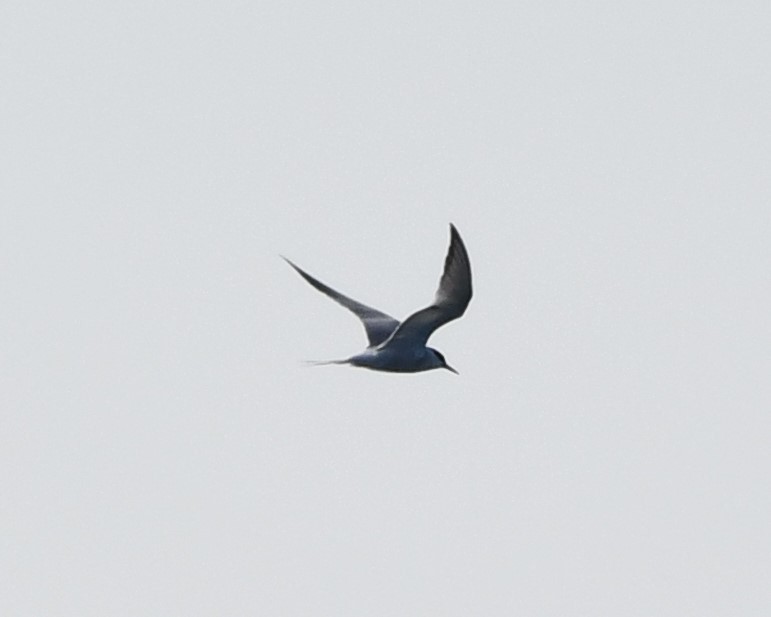 Common Tern (hirundo/tibetana) - ML640992895