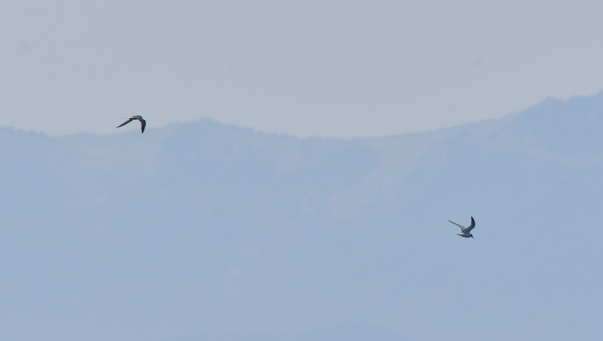 Common Tern (hirundo/tibetana) - ML640992896