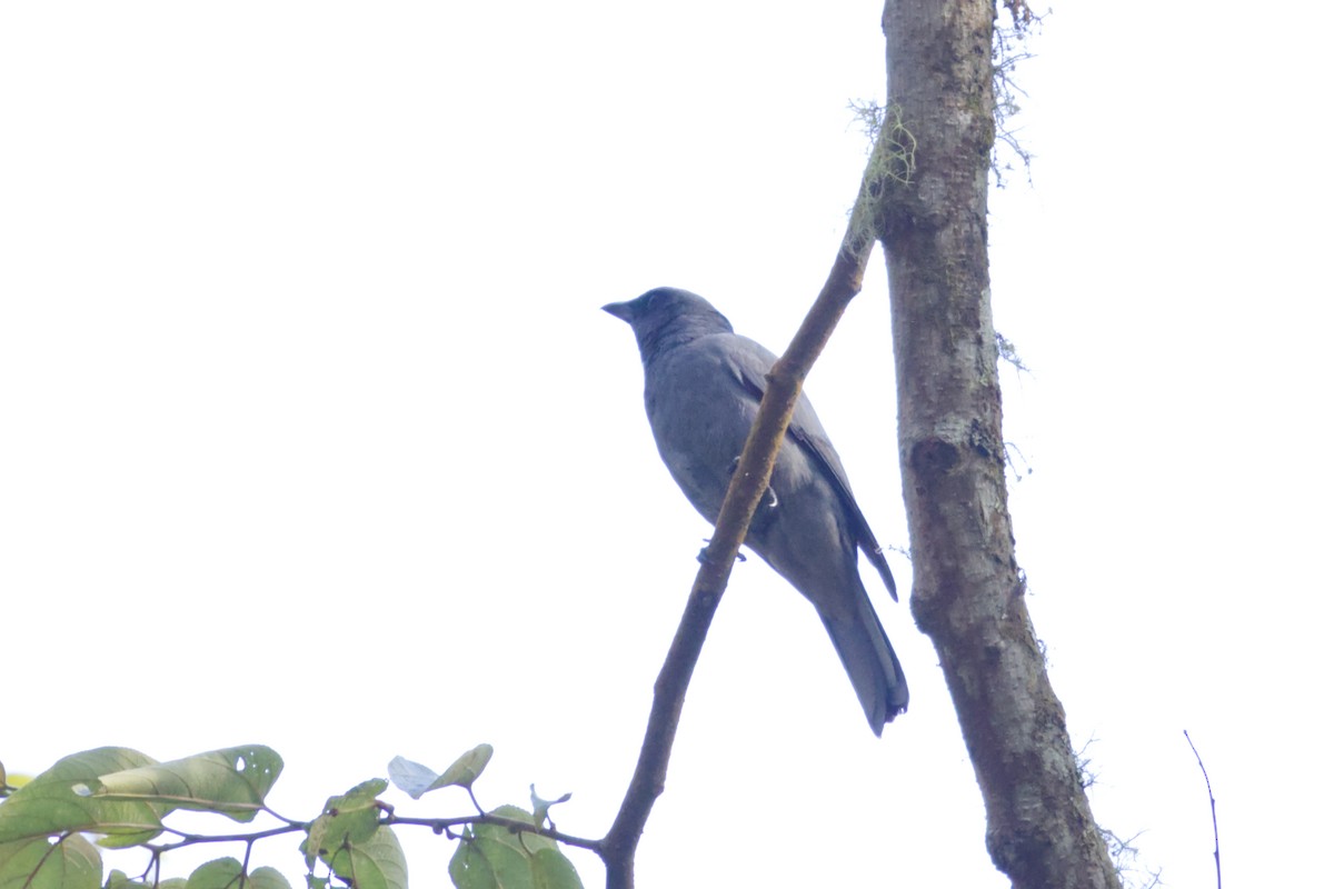 Sunda Cuckooshrike - ML640992898